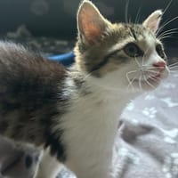 MISS, chatte à adopter