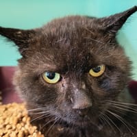 GASTON C, chat à adopter