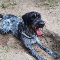 Athos, chien à adopter