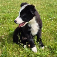 CHEESEBURGER QCN, chien à adopter