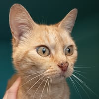 YZMA C, chatte à adopter