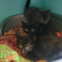 QUECHUA, chat à adopter