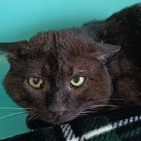 HADÈS C, chat à adopter