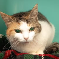 MALÉFIQUE C, chatte à adopter