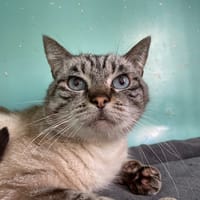 TWIXY, chat à adopter