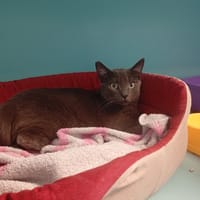 ORAGE, chat à adopter