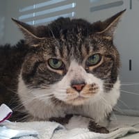 ISIS CHA, chatte à adopter