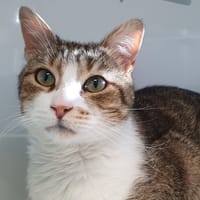 MUEZZA CHA, chat à adopter