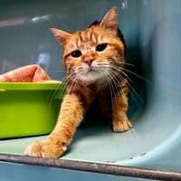 Little [FELV+], chat à adopter