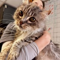 Etincelle, chatte à adopter