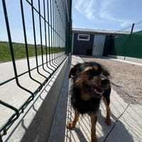 TOMMY, chien à adopter