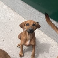 DRISS, chienne à adopter