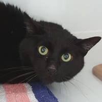 BAGHEERA CHA, chat à adopter