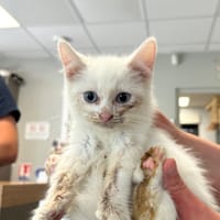 BOUNTY, chat à adopter