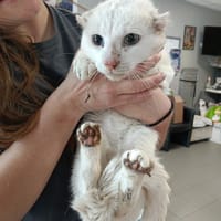 COTON, chat à adopter