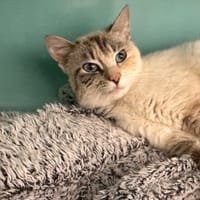 FRAISE, chatte à adopter