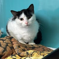 SOCQUETTE, chatte à adopter