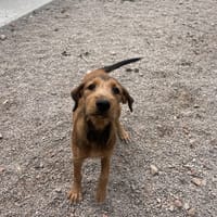 WALLIS, chienne à adopter