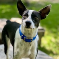 Okay, chienne à adopter