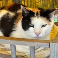 Mirabelle, chatte à adopter