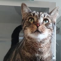 FILOU CHA, chat à adopter