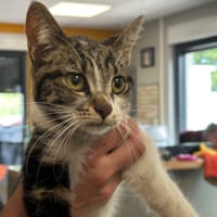 CERISE, chatte à adopter