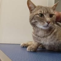 VALAK, chat à adopter