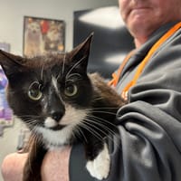 RUBIS, chatte à adopter