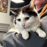 PERLE, chatte à adopter