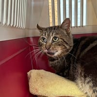 ARES, chat à adopter