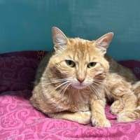 MAX, chat à adopter
