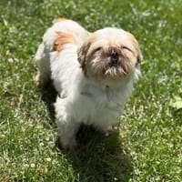 Lina CAA14918, chienne à adopter