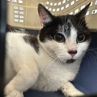 VENUS, chatte à adopter