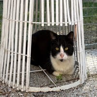 FELIX, chat à adopter