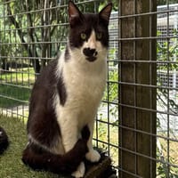 ARCALYS, chat à adopter