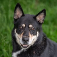 DJANGO, chien à adopter