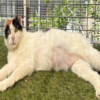 FLEUR, chatte à adopter
