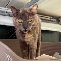 PLUME, chatte à adopter