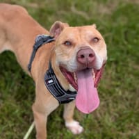 BAKI VAA, chien à adopter