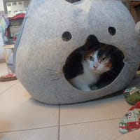 MIA, chatte à adopter