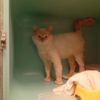 ESLEM, chatte à adopter