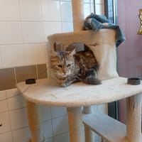 PETIOT, chat à adopter