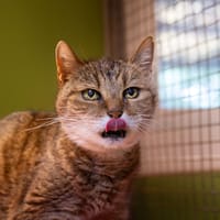 GROSEILLE A17422, chatte à adopter