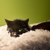 TITI A17418, chat à adopter