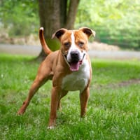KAI (réservé) OAA20026, chien à adopter