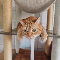 ponpon, chat à adopter
