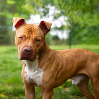 SNICKERS (réservé) OAA20024, chien à adopter