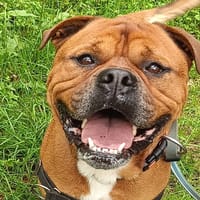 Malo, chien à adopter