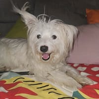 POOKY la pépite, chienne à adopter