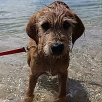 YouPi, le Happy Baby, chien à adopter